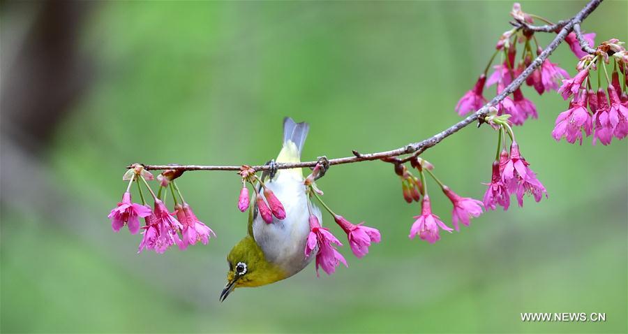 A bird collects nectar from a flower at Fuzhou National Forestry Park in Fuzhou City, southeast China's Fujian Province, Feb. 26, 2017.