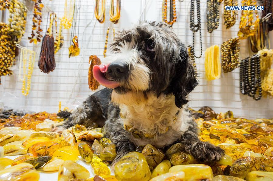 A dog with amber necklace is seen on the 'Amber Trip' exhibition in Vilnius, Lithuania, on March 8, 2017. 
