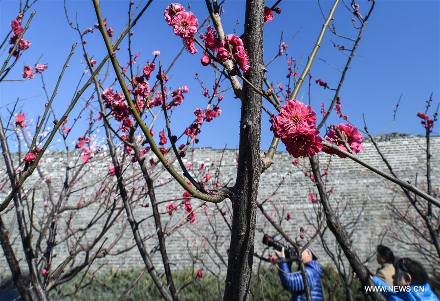 Plum blossoms are seen at the Beijing Ming Dynasty (1368-1644) City Wall Relics Park in Beijing, capital of China, March 9, 2017. (Xinhua/Luo Xiaoguang) 