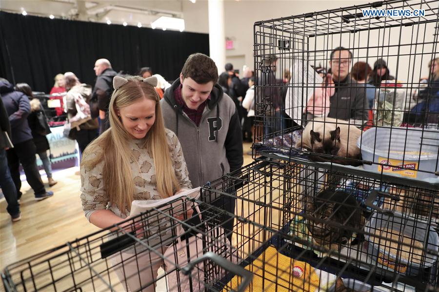 Visitors read introductions of adoptable cats during the Cat Camp in New York, the United States, on March 11, 2017.