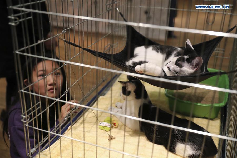 A girl looks at adoptable cats during the Cat Camp in New York, the United States, on March 11, 2017. 