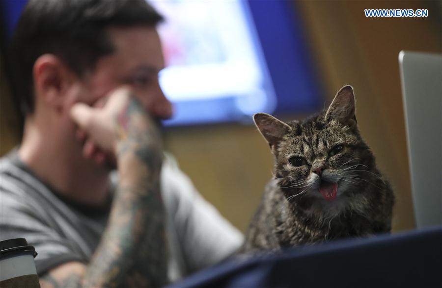 U.S. celebrity cat Lil Bub is seen during a presentation given by its owner Mike Bridavsky at the Cat Camp held in New York, the United States, March 11, 2017. 