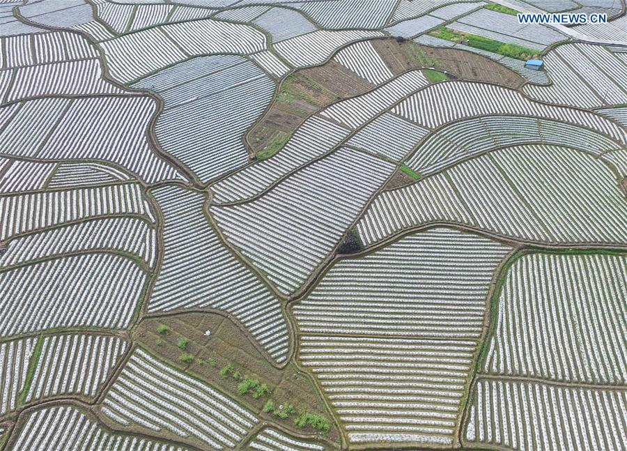 Aerial photo taken on March 13, 2017 shows fields covered with films at Bantuan Village of Luocheng County, south China's Guangxi Zhuang Autonomous Region.
