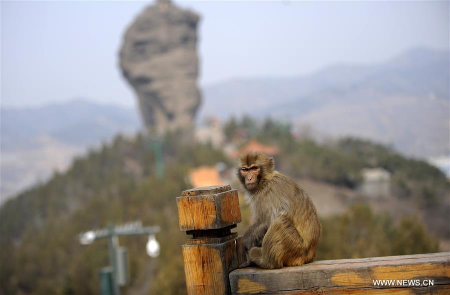 A macaque rests on the branch in the scenic area of Shuangta Mountain in Chengde, north China's Hebei Province, March 16, 2017. (Xinhua/Wang Liqun) 