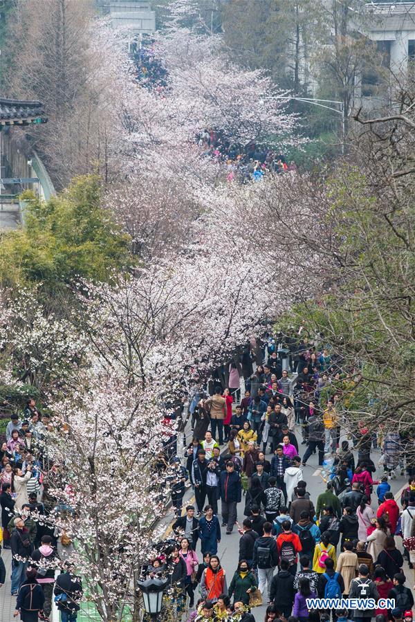 People enjoy cherry blossoms on Jimingsi Road in Nanjing, capital of east China's Jiangsu Province, March 18, 2017. (Xinhua/Su Yang) 