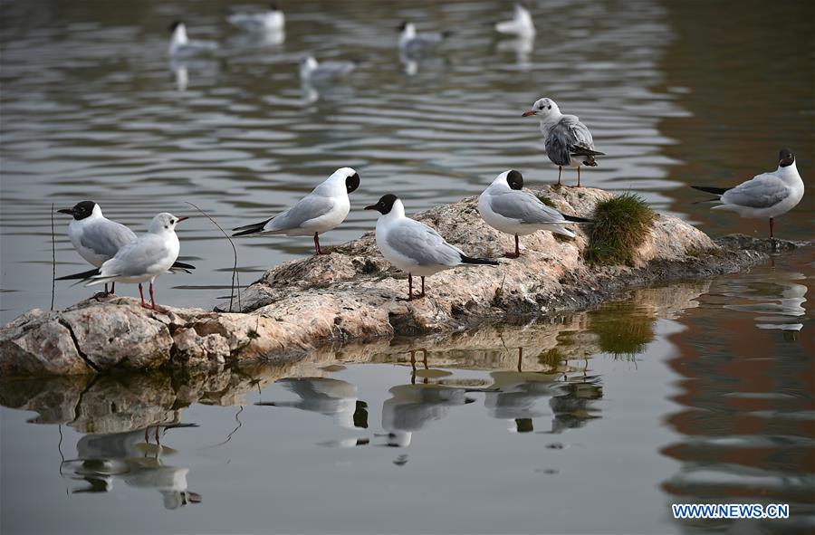 Black-headed gulls rest on the Yange Lake in Yinchuan, capital of northwest China's Ningxia Hui Autonomous Region, March 20, 2017. (Xinhua/Li Ran) 