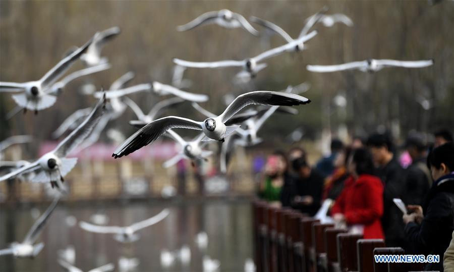 Black-headed gulls fly over the Yange Lake in Yinchuan, capital of northwest China's Ningxia Hui Autonomous Region, March 20, 2017. (Xinhua/Wang Peng) 