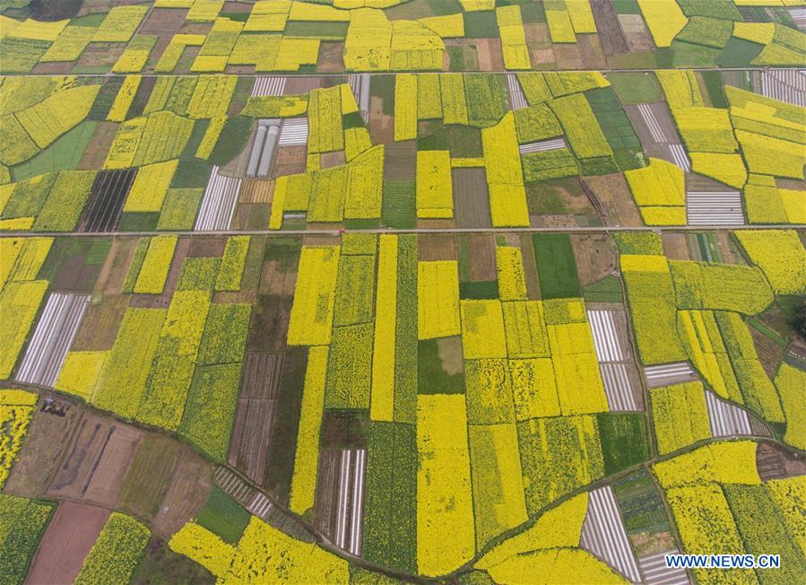 Photo taken on March 17, 2017 shows the farmland in Huaxi Township, Hongya County, southwest China's Sichuan Province. In recent years, villages in Sichuan Province developed the countryside tourism by improving the service and environment. (Xinhua/Jiang Hongjing) 
