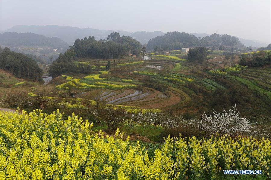 Photo taken on March 4, 2017 shows the farmland in Tangba Township of Qianwei County, southwest China's Sichuan Province. In recent years, villages in Sichuan Province developed the countryside tourism by improving the service and environment. (Xinhua/Jiang Hongjing) 