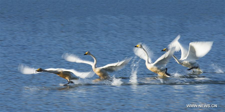 A large number of wild white swans, which had not appeared in the Qingshui River in the past a dozen years, returned to the district thanks to the improvement of local ecological environment.