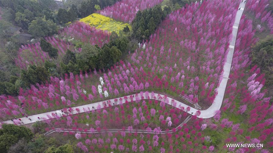 Aerial photo taken on March 22, 2017 shows peach blossoms in Hongquan Village of Zhongjiang County, southwest China's Sichuan Province.