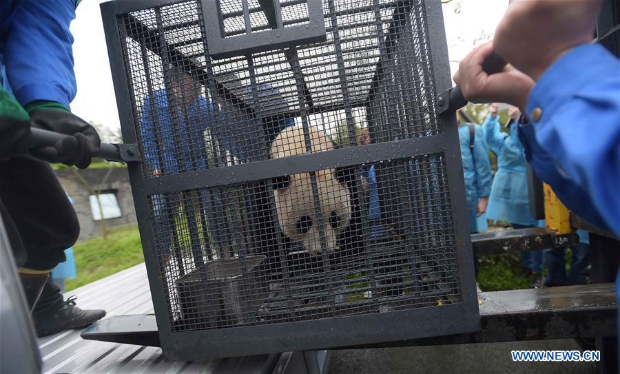 Workers carry the giant panda Bao Bao out of the quarantine area at the Dujiangyan base of the China Conservation and Research Center for the Giant Panda in southwest China's Sichuan Province, March 24, 2017. Bao Bao, a giant panda born in the United States, ended its one-month quarantine here on Friday after returning to China. (Xinhua/Xue Yubin) 