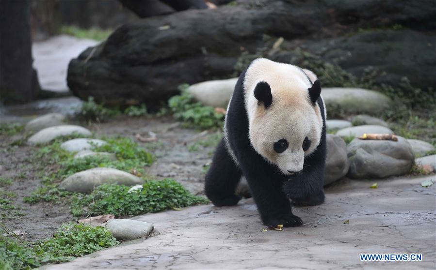 Photo taken on March 24, 2017 shows the giant panda Bao Bao at the Dujiangyan base of the China Conservation and Research Center for the Giant Panda in southwest China's Sichuan Province. Bao Bao, a giant panda born in the United States, ended its one-month quarantine here on Friday after returning to China. (Xinhua/Xue Yubin) 