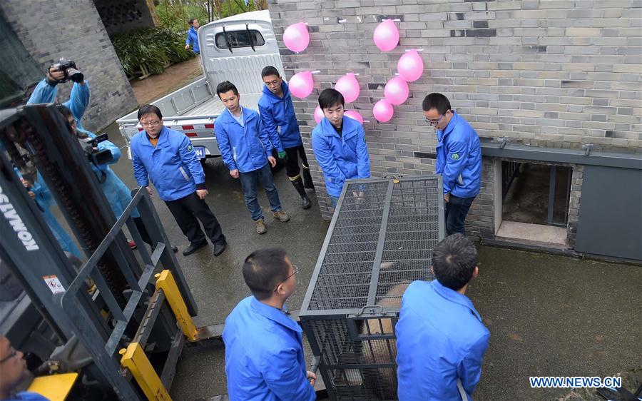 Workers carry the giant panda Bao Bao out of the quarantine area at the Dujiangyan base of the China Conservation and Research Center for the Giant Panda in southwest China's Sichuan Province, March 24, 2017. Bao Bao, a giant panda born in the United States, ended its one-month quarantine here on Friday after returning to China. (Xinhua/Xue Yubin) 