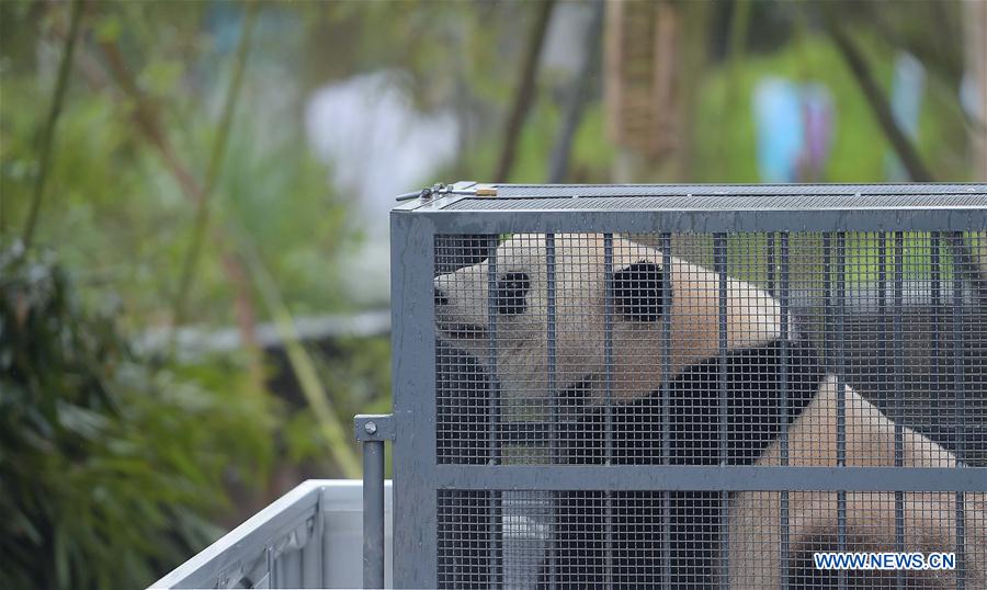Photo taken on March 24, 2017 shows the giant panda Bao Bao in the quarantine area of the Dujiangyan base of the China Conservation and Research Center for the Giant Panda in southwest China's Sichuan Province. Bao Bao, a giant panda born in the United States, ended its one-month quarantine here on Friday after returning to China. (Xinhua/Xue Yubin) 