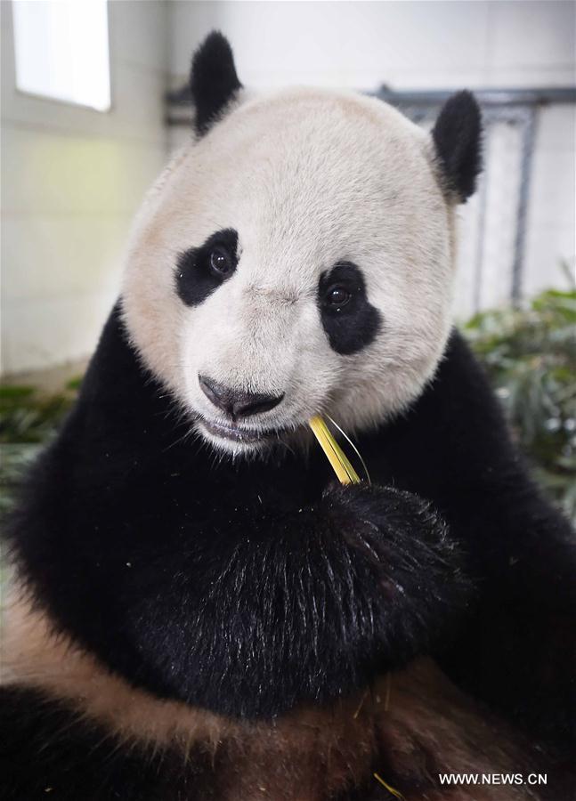  Bao Bao, a giant panda born in the United States, ended its one-month quarantine here on Friday after returning to China.