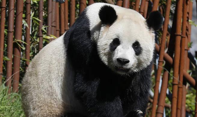 Chinese giant pandas live at Pairi Daiza zoo in western Belgium
