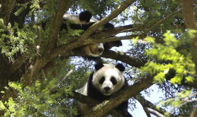 Wild giant pandas seen in northwest China
