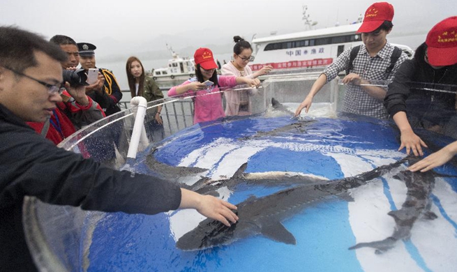 China releases 500 rare sturgeon bred in captivity