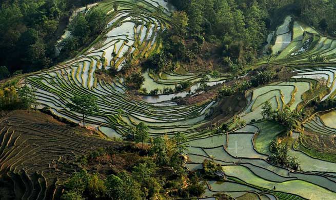 Scenery of Hani terraced fields in SW China's Yunnan