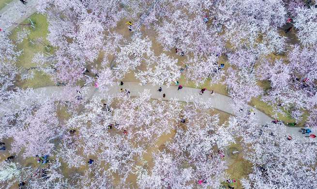 Peach blossoms attract local residents in N China's Hohhot