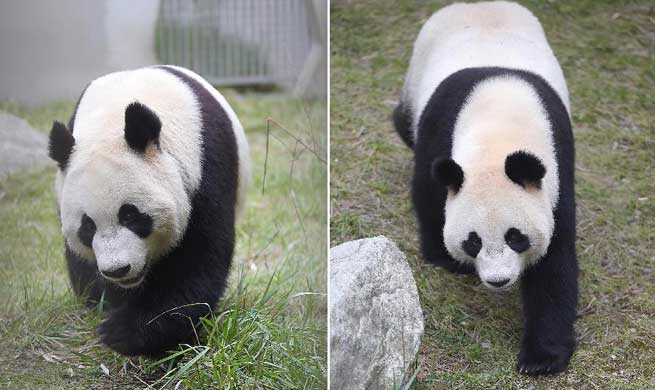 Two giant pandas in SW China leave for Netherlands