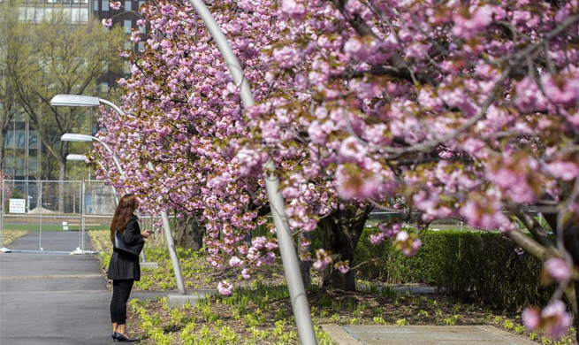 Cherry blossoms seen on trees at UN Headquarters in New York