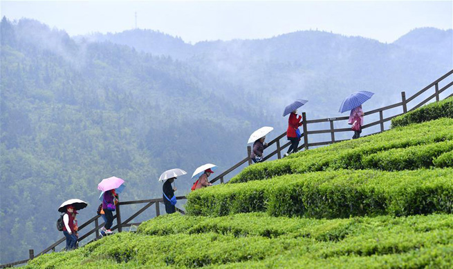 Tourists visit tea garden in central China's Hubei