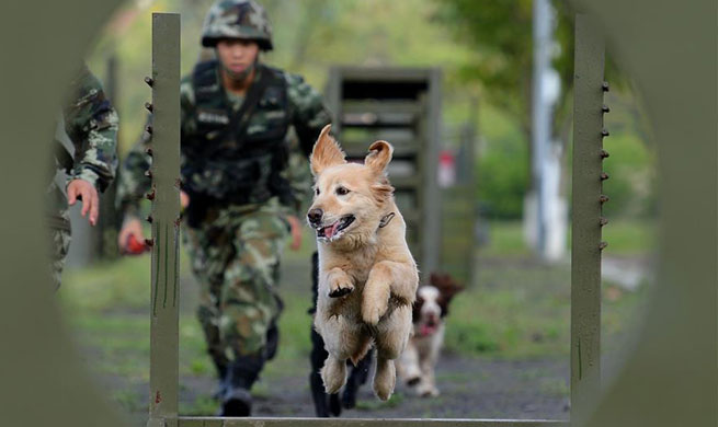 Police dogs trained at training base in SW China