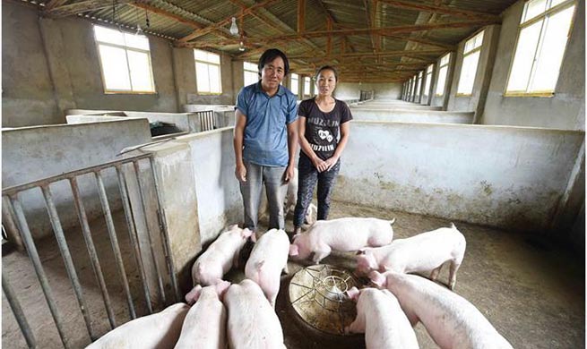 Pigs raising cooperative founded in Yunnan to alleviate poverty