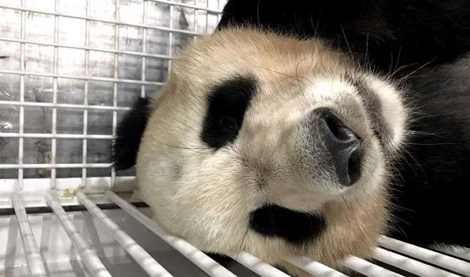 Three giant pandas return to Chengdu from Japan to start new life