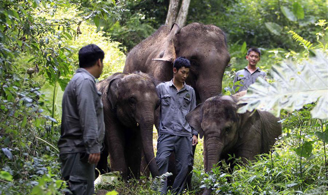 Elephants receive medical care at rescue centre in SW China