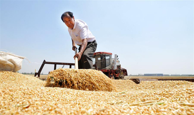 Summer wheat harvested across China