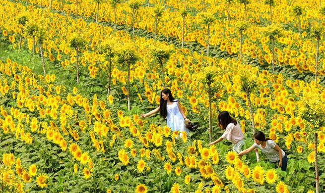 Sunflowers attract many tourists to N China's Hengshui City
