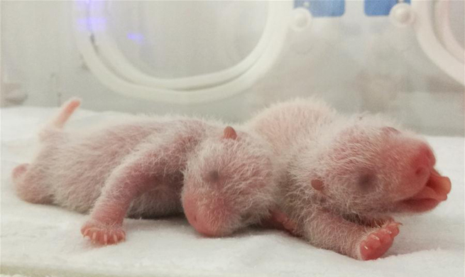 Three panda cubs born in NW China's Shaanxi Province