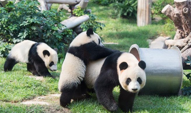 Twin panda cubs celebrate upcoming first birthday in Macao