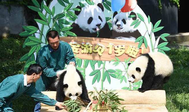Panda twins celebrate first birthday at Chongqing Zoo