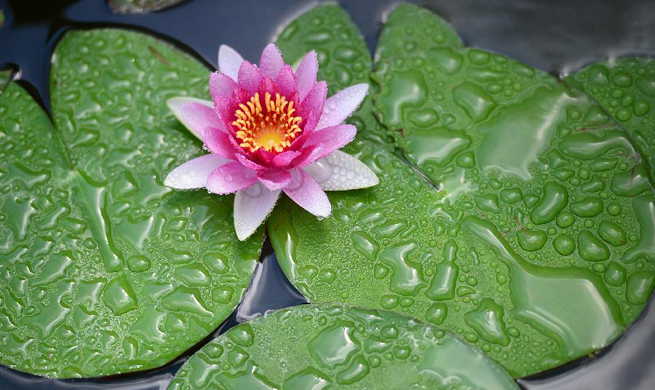 Lotus flowers bloom at Liuzhou Expo Garden in SW China's Guangxi