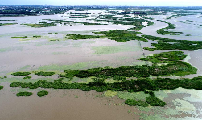 Scenery of Binjiang wetland in NE China's Harbin