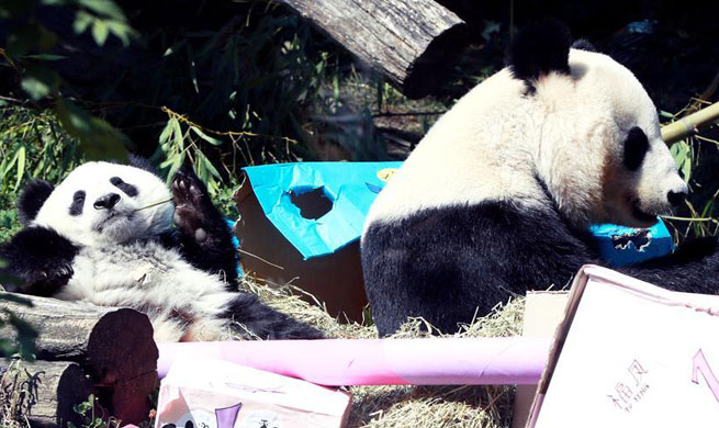 Giant panda twins celebrate first birthday at Schoenbrunn zoo