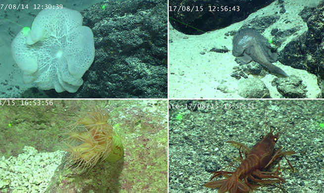 China's Discovery ROV collects samples from Caroline Seamount