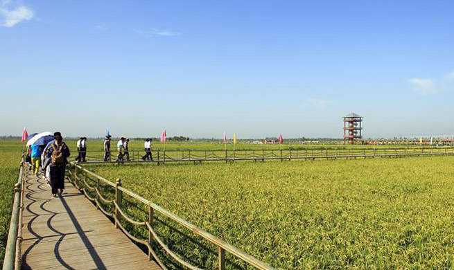 NE China county introduces environment friendly planting system