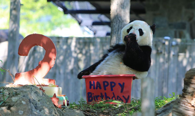 Feature: U.S.-born giant panda Bei Bei turns two, delights zoo visitors