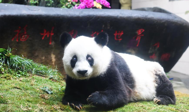 China Focus: World's oldest panda dies aged 37
