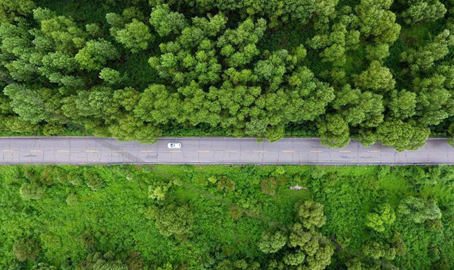 Afforestation efforts enhanced across China