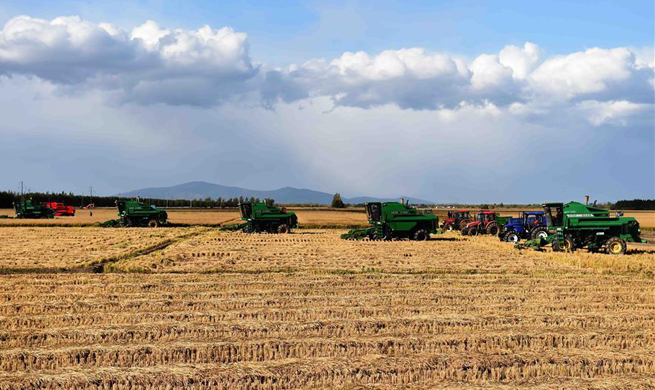 Tractors harvest on paddy field in NE China's Heilongjiang
