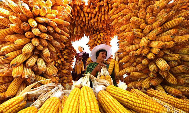 Most Chinese provinces witness harvest time during National Day holiday season