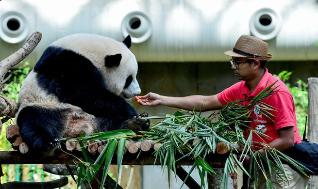 Malaysia-born panda cub to head back to China