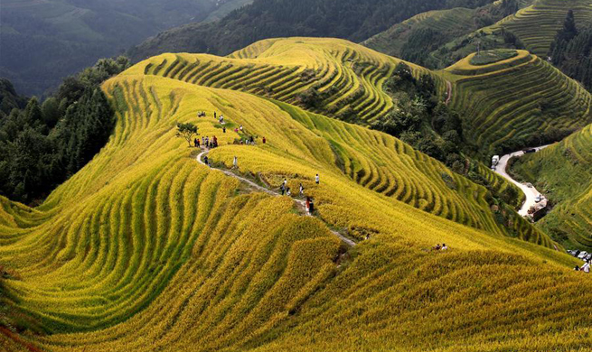 Scenery of terraced fields in Longji, China's Guangxi