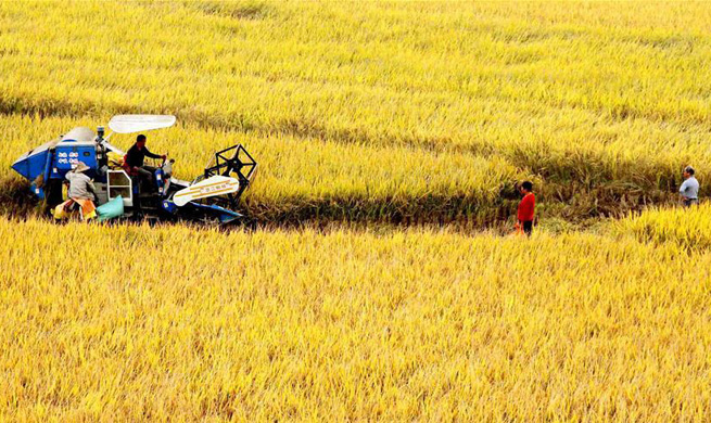 Farmers across China get busy during harvest